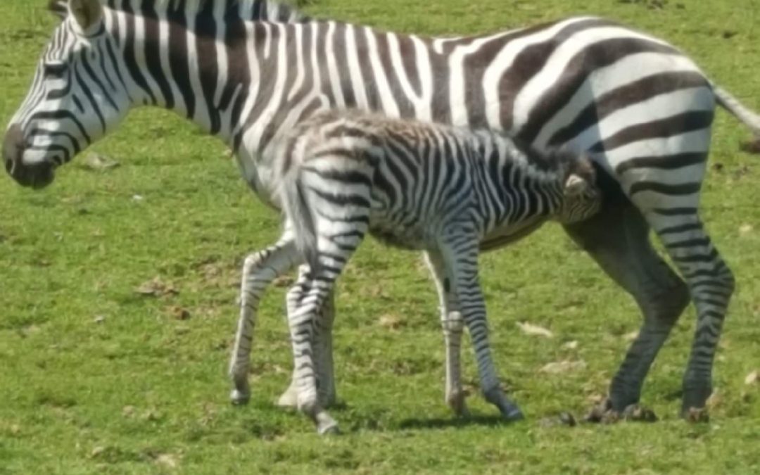 Naissance Zebreau Ce Zoo Des 3 Vallees