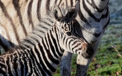 Pourquoi ces animations ?