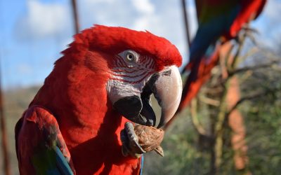 Promotions Soigneur d&rsquo;un jour