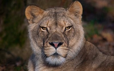 Devenez bénévole !