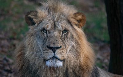 Information Coronavirus